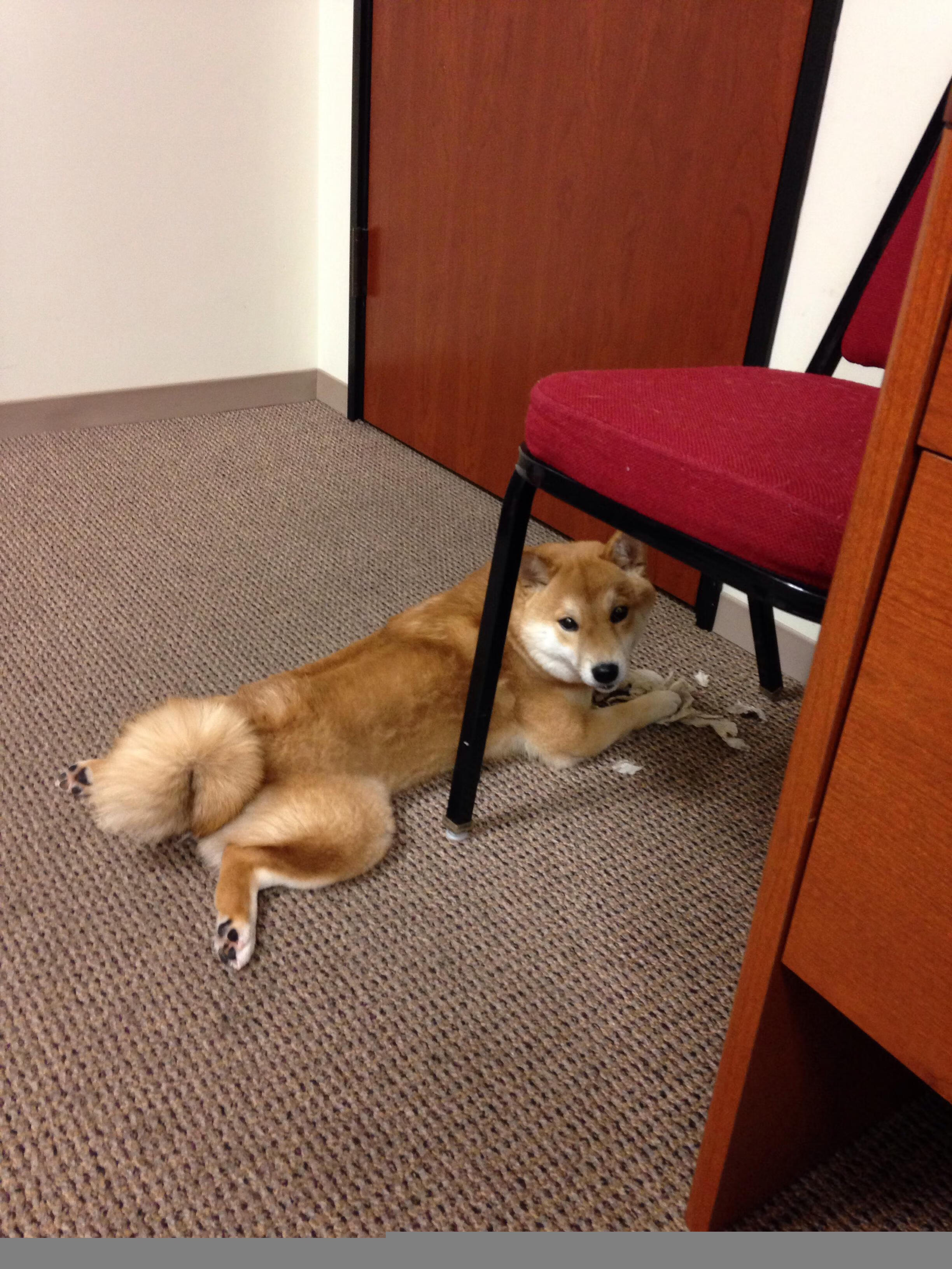 “2025世界运动会:运动舞蹈赛,舞者们如何用舞步打造最强节奏?”