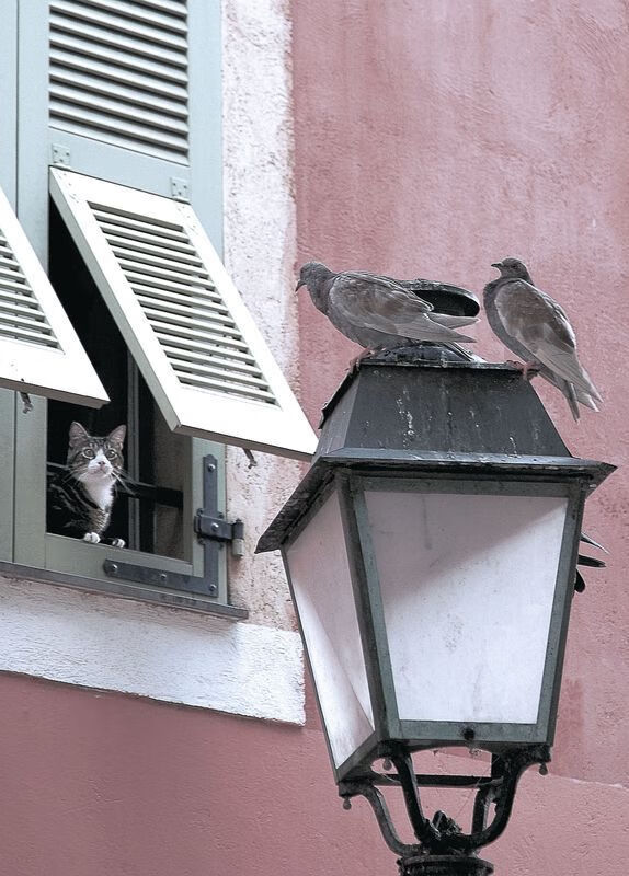 华体会手机网站-“高新体育中心：武术选手展现超凡体能与技巧，比赛高潮迭起”