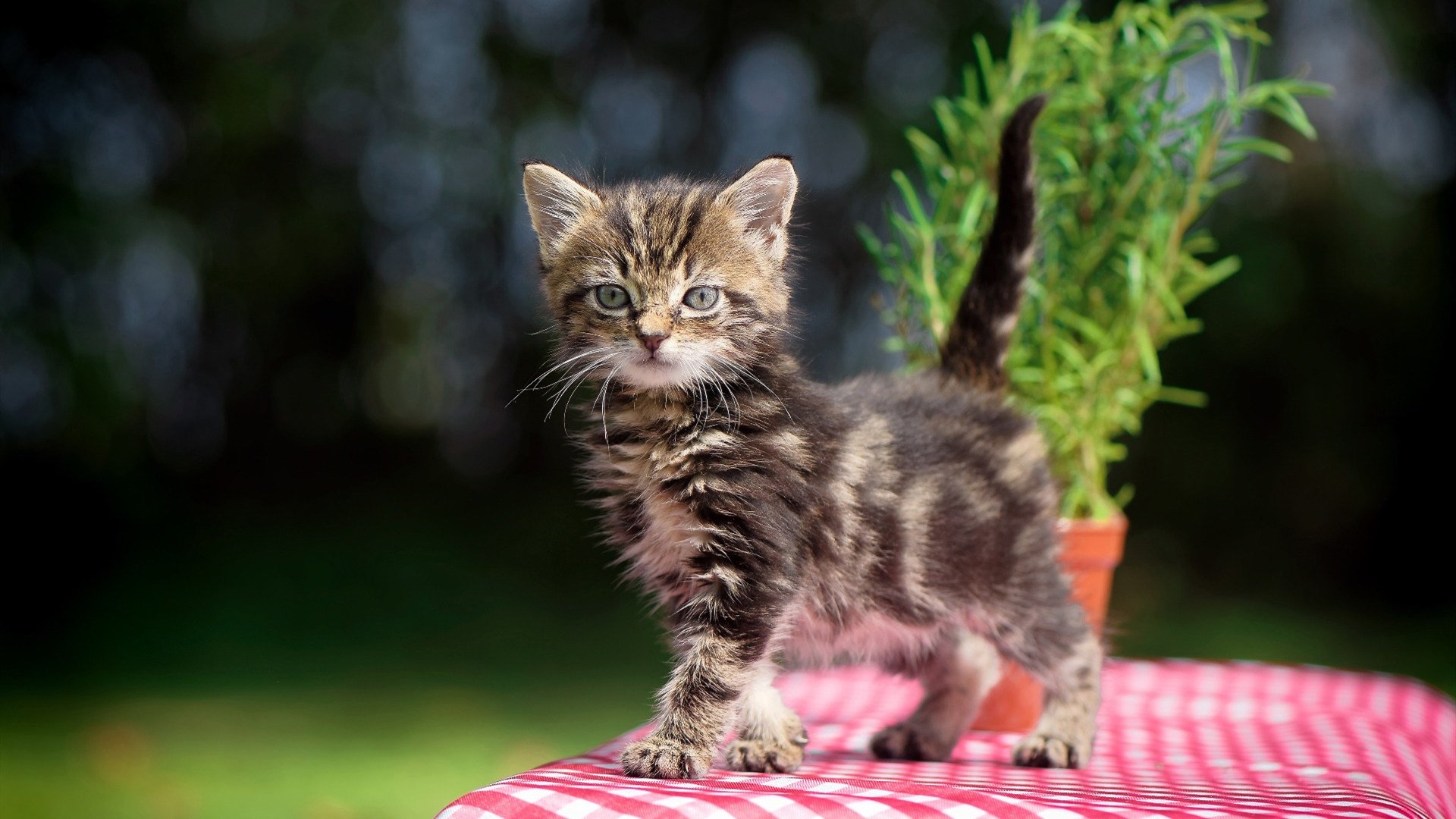 华体会手机网站-体育新闻中心发布青少年体育内容传播标准，青少年体育锻炼宣传