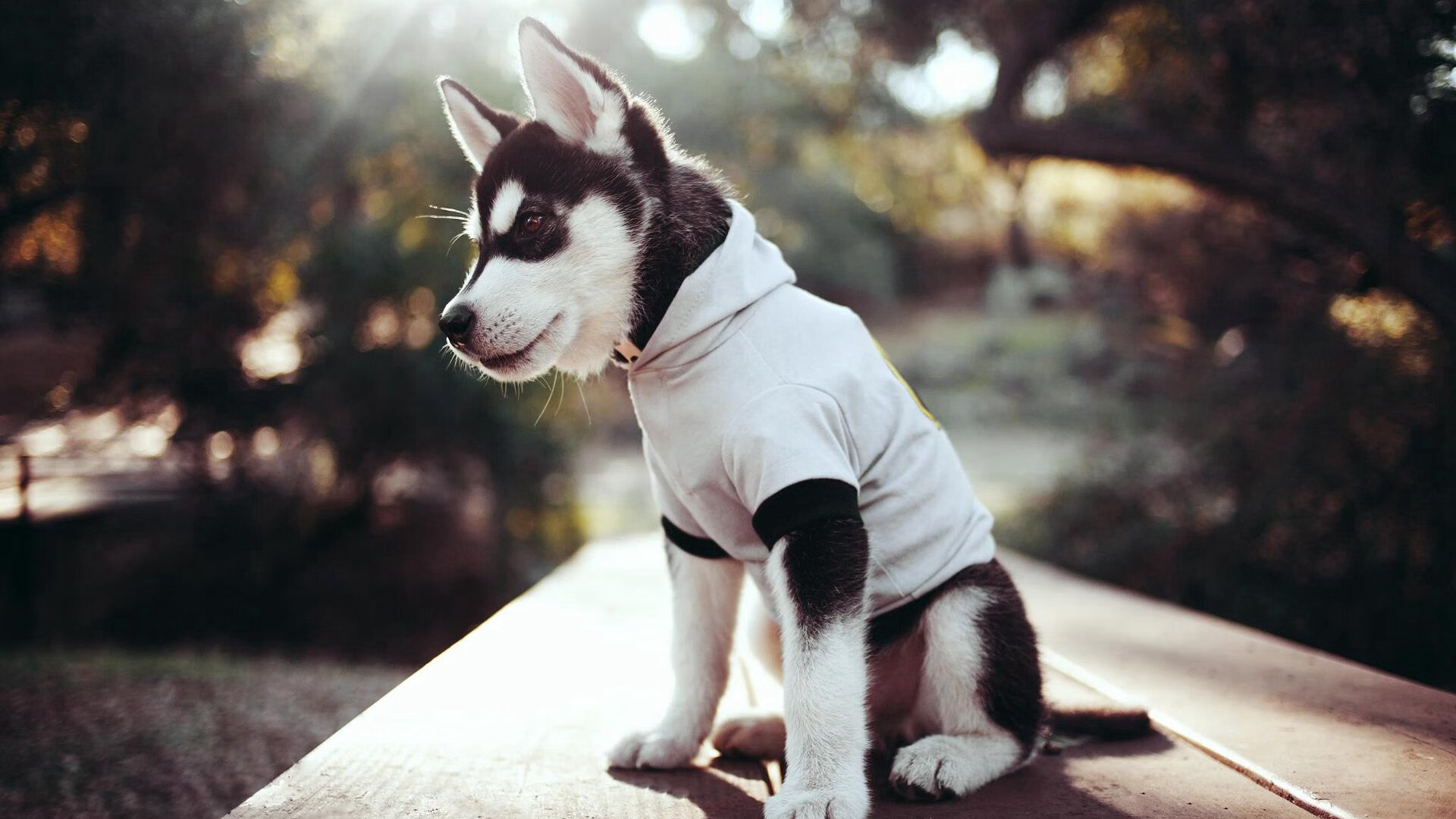 奥预赛国足复仇 球迷热情再度点燃,国足奥运赛程