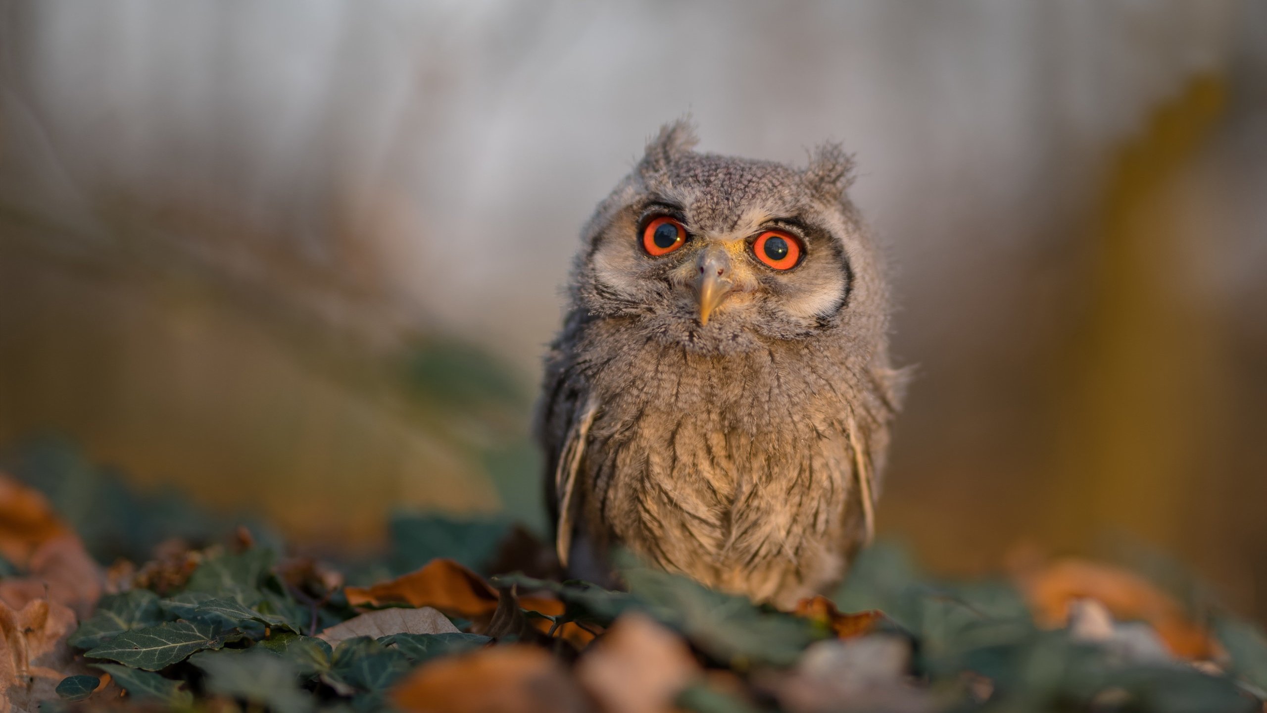 战队荣誉墙展示历史成绩激励新一代选手,战队荣誉徽章怎么获取