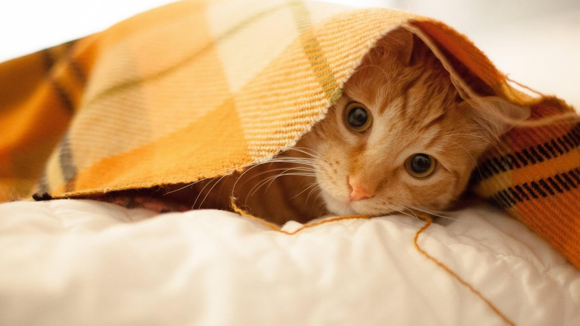 世界杯激战再现:逆转奇迹让人心跳加速,世界杯瞬间