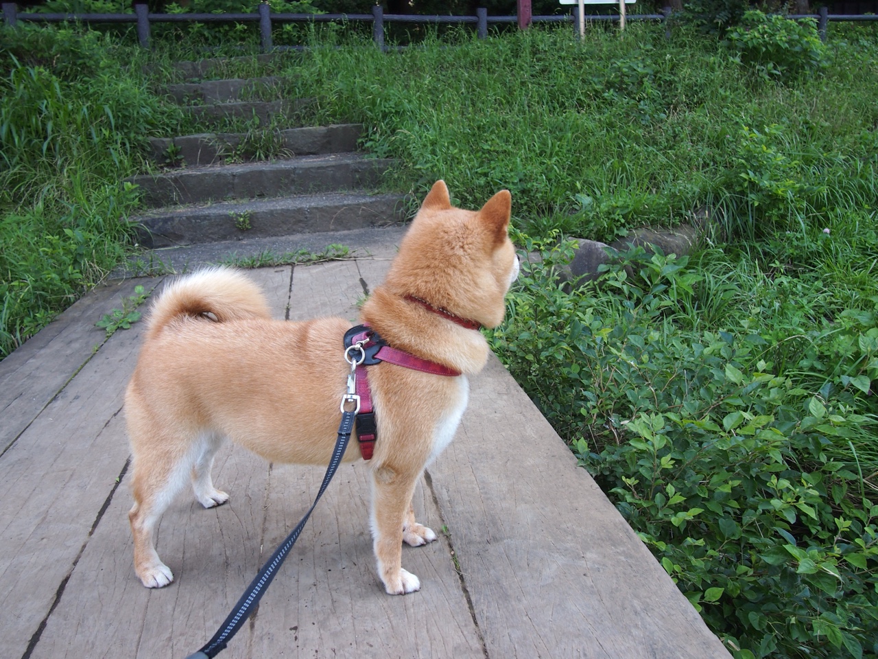 巴西青训体系持续升级,未来足球天才不断涌现