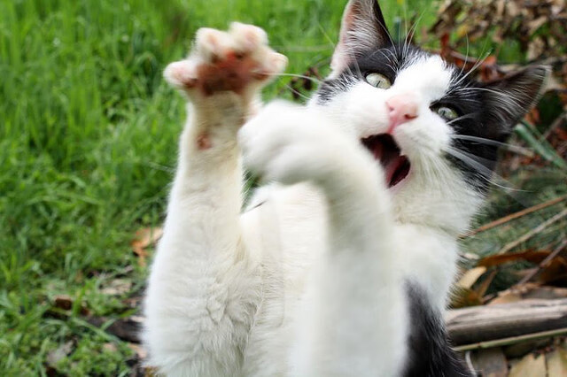 华体会手机在线-拜仁慕尼黑攻防两端表现稳定，德甲领跑