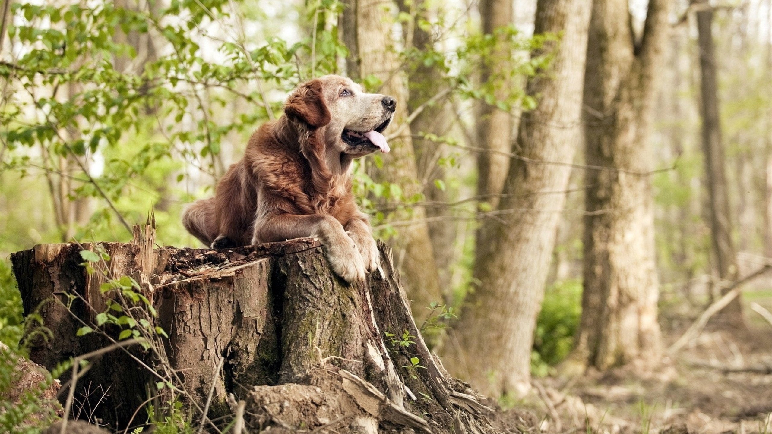 特色足球文化灯光景观在城市夜景中成为独特风景线,足球灯光球场