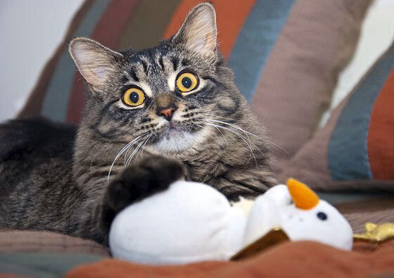 穆里尼奥创造历史欧冠淘汰赛,穆里尼奥历年欧冠战绩