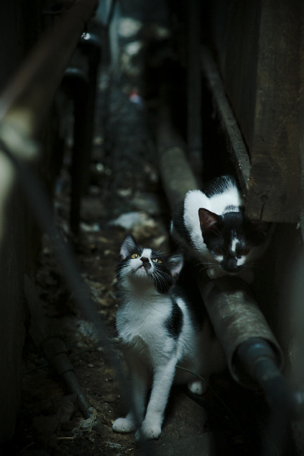 华体会登录入口-美洲杯创新的赛场环境设计，美洲杯奖杯设计