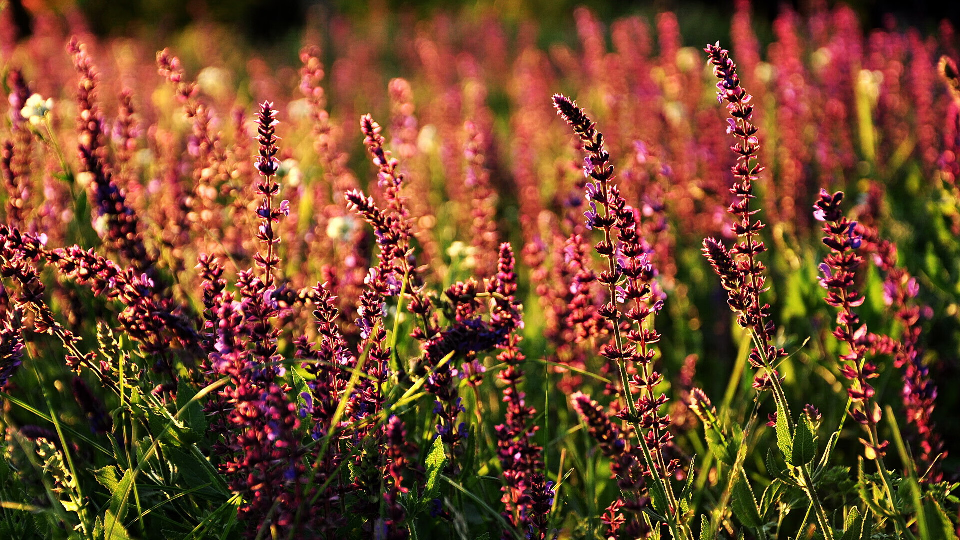 美洲杯创新的赛场环境设计,美洲杯奖杯设计