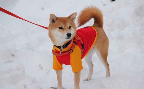 Camila Rivera 精准传球掌控比赛节奏，传球集锦